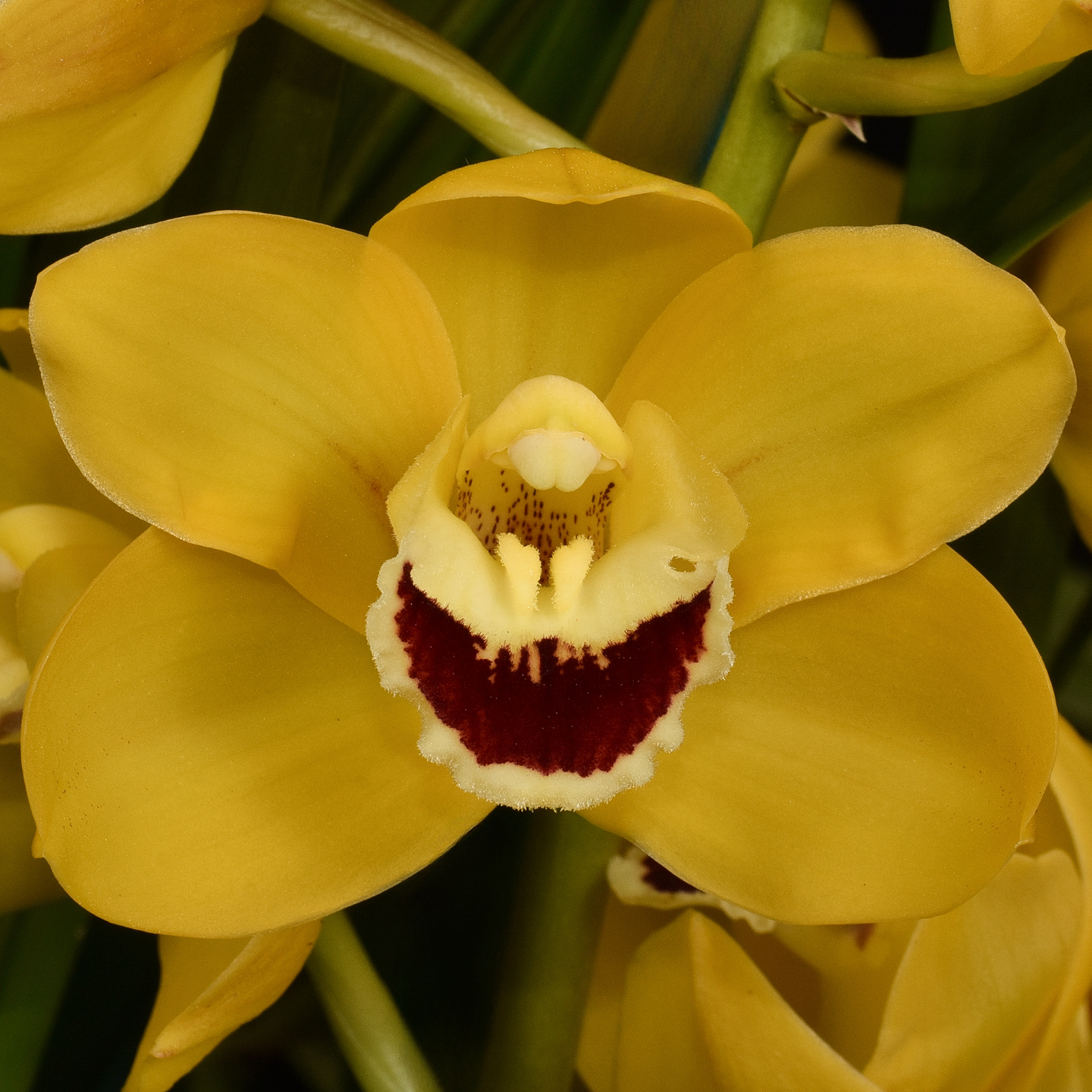 Cymbidium Ben Singer ‘Bayswater’ AM/NZOS