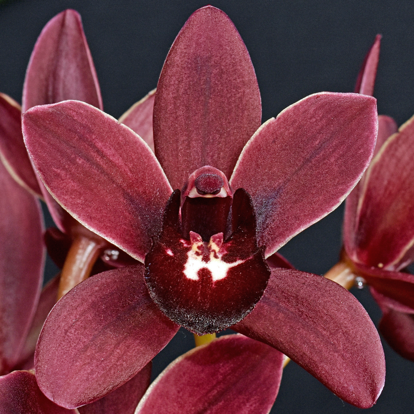 Cymbidium Radiant Ruby ‘Aussie Gem’ AM/NZOS