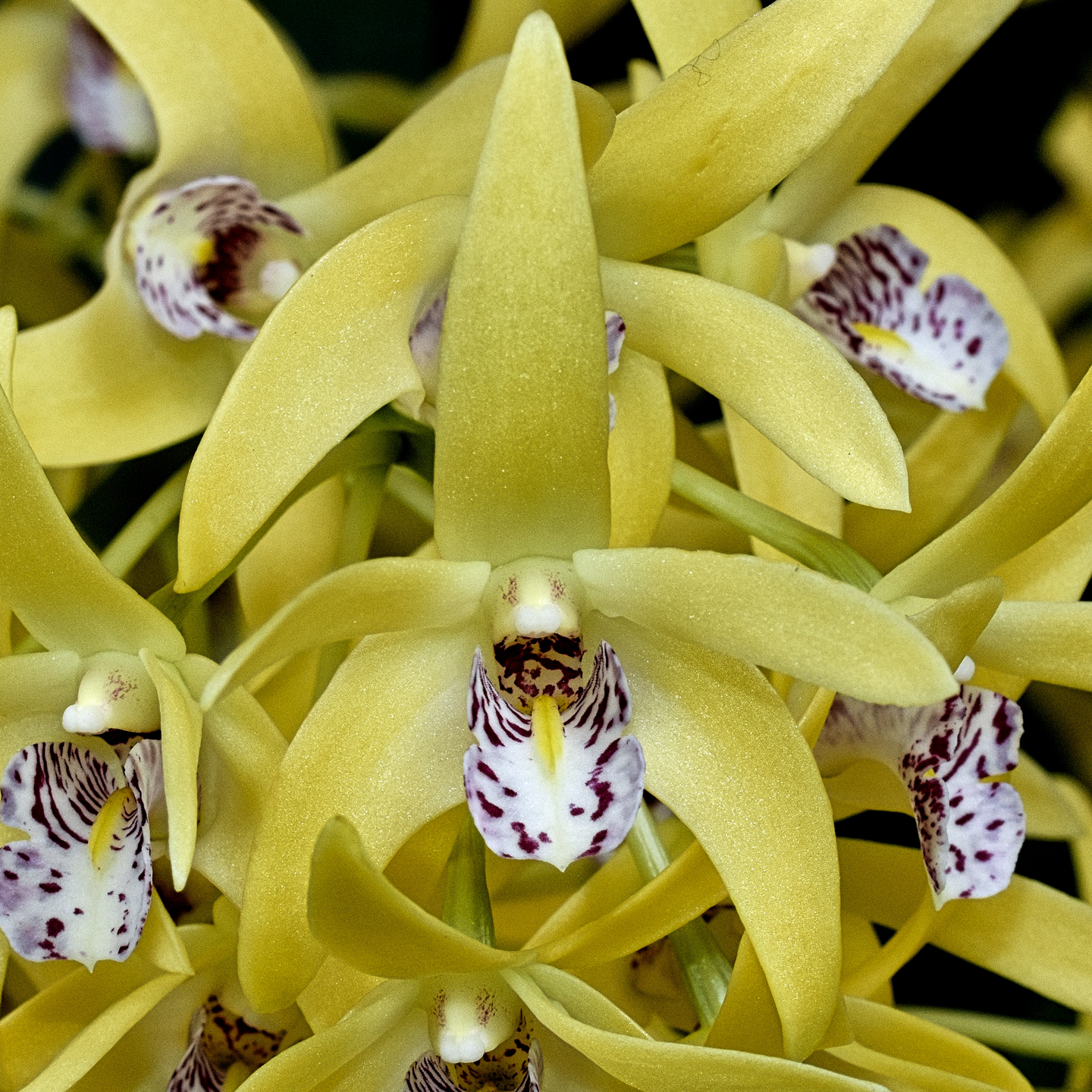 Dendrobium Sandra’s Paradise ‘Trelawn Gold’ CC/NZOS