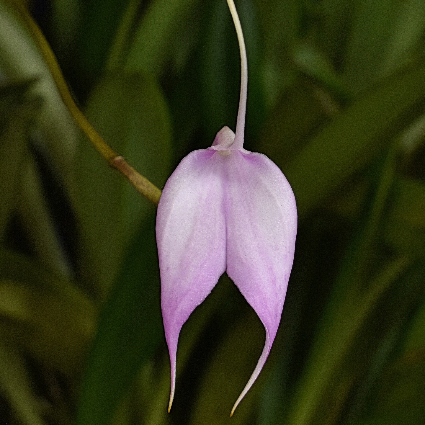 Masdevallia Jeanette ‘Daintiness’ CC/NZOS