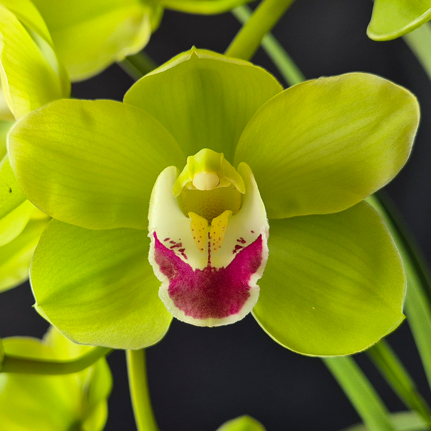 Cymbidium Gentle Zenith ‘Greenvale’ AM/NZOS