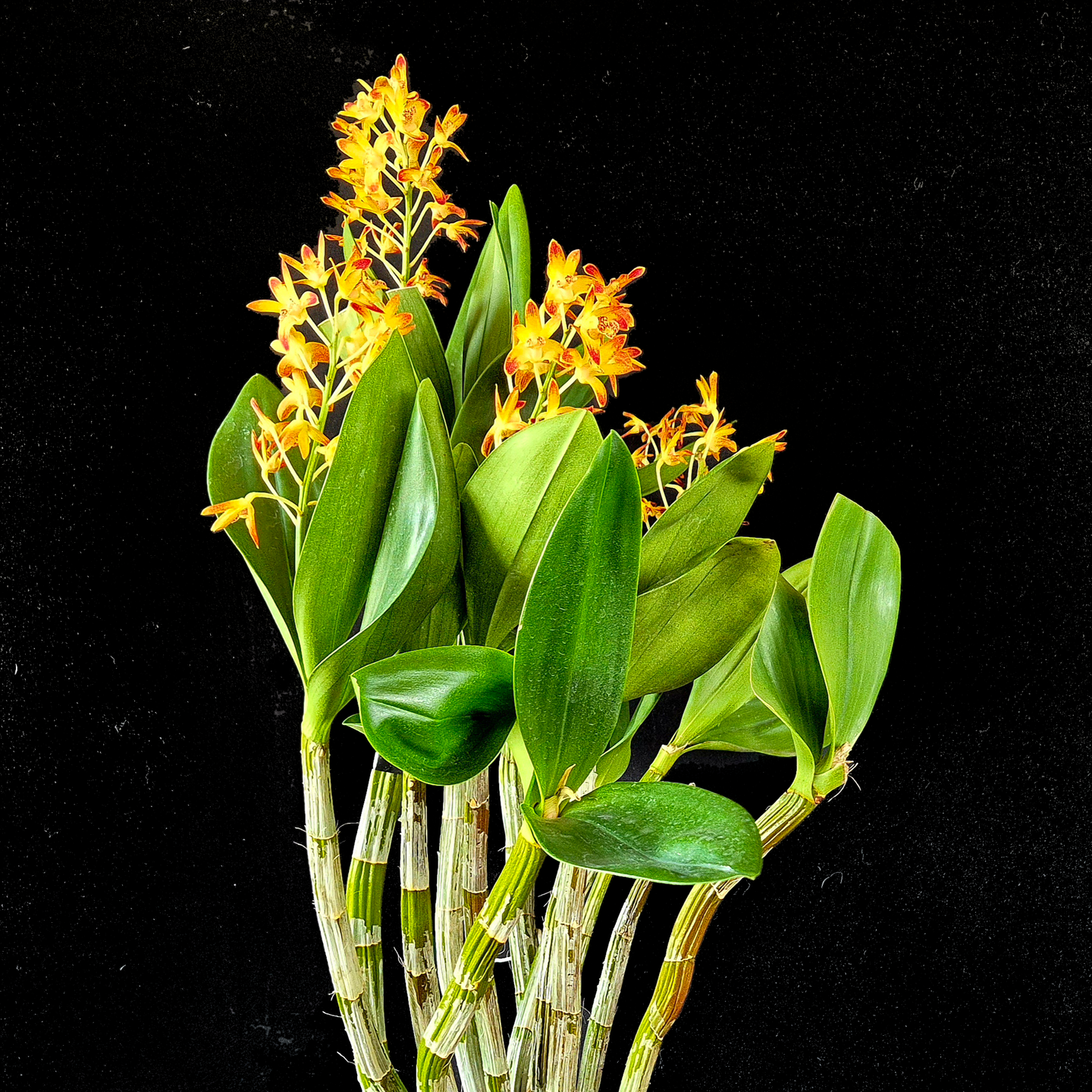 Dendrobium Kiwi Fire Storm ‘Blazevale’ AM/NZOS
