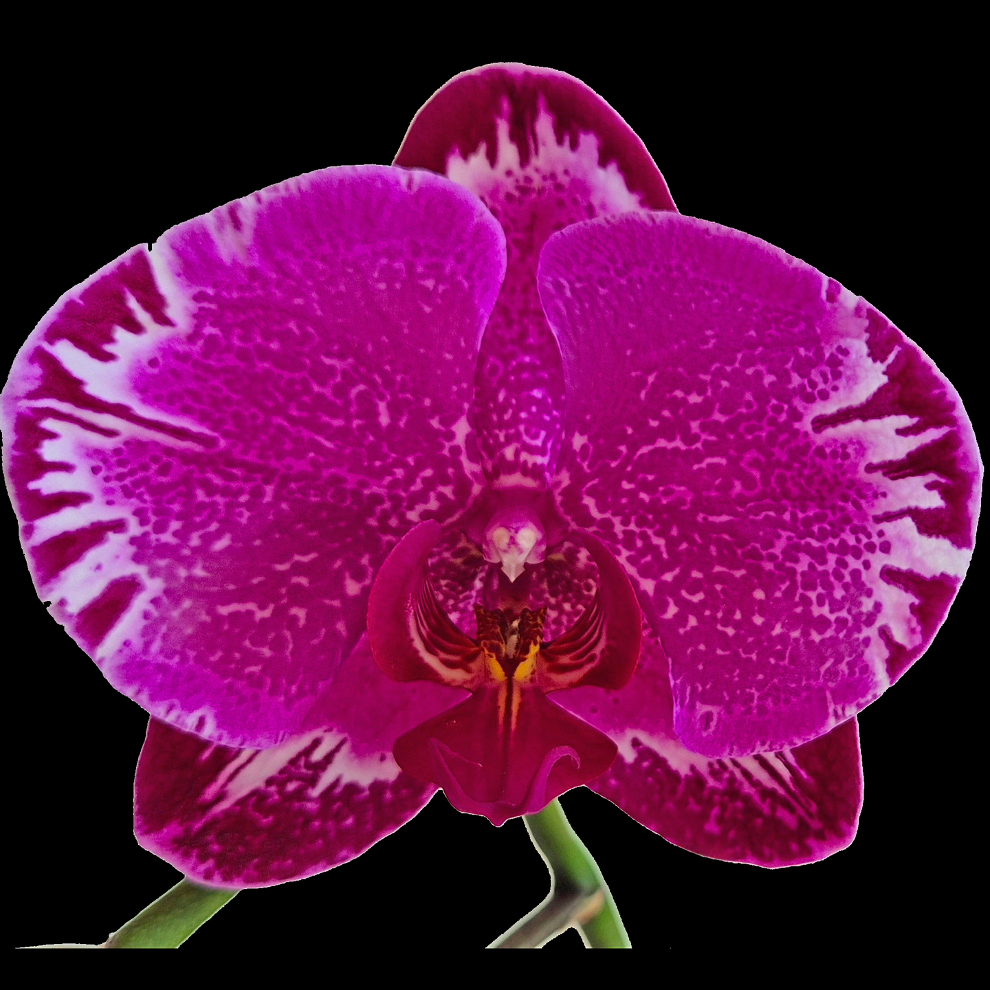 Phalaenopsis OX Firebird ‘Penelope’  AM/NZOS