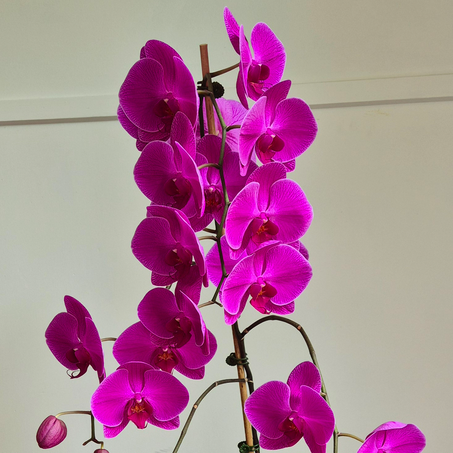 Phalaenopsis Alice’s Yasmin ‘Sheila’ CC/NZOS