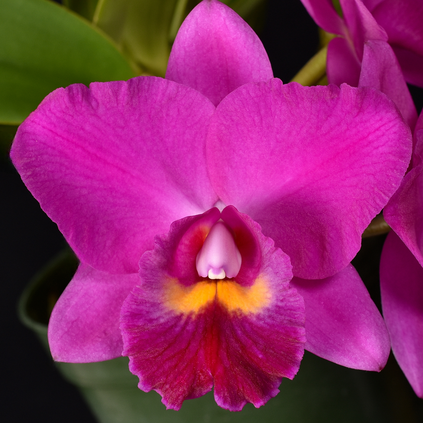 Rhyncholaeliocattleya Hsinying Aloha ‘C. H. Super’ FCC/NZOS