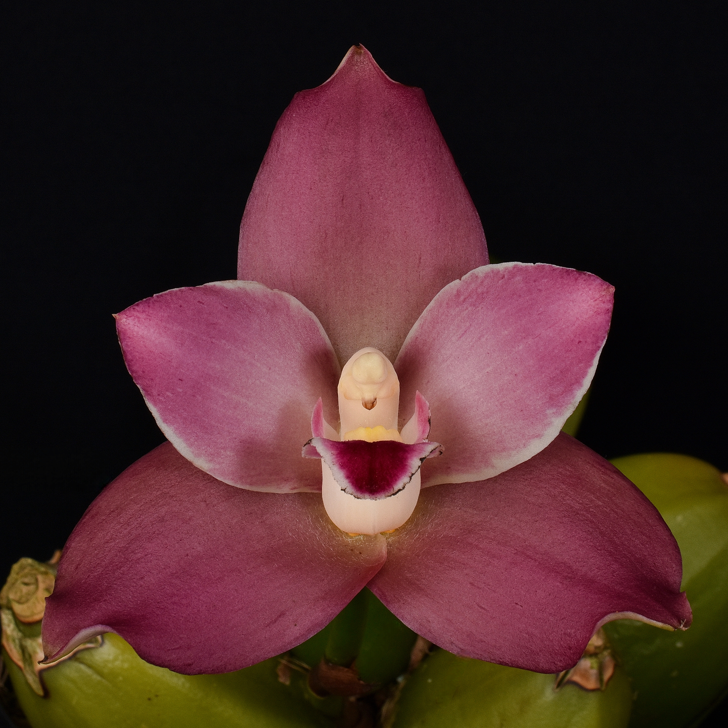 Angluocaste Paul Gripp ‘Brenda’ AM/NZOS