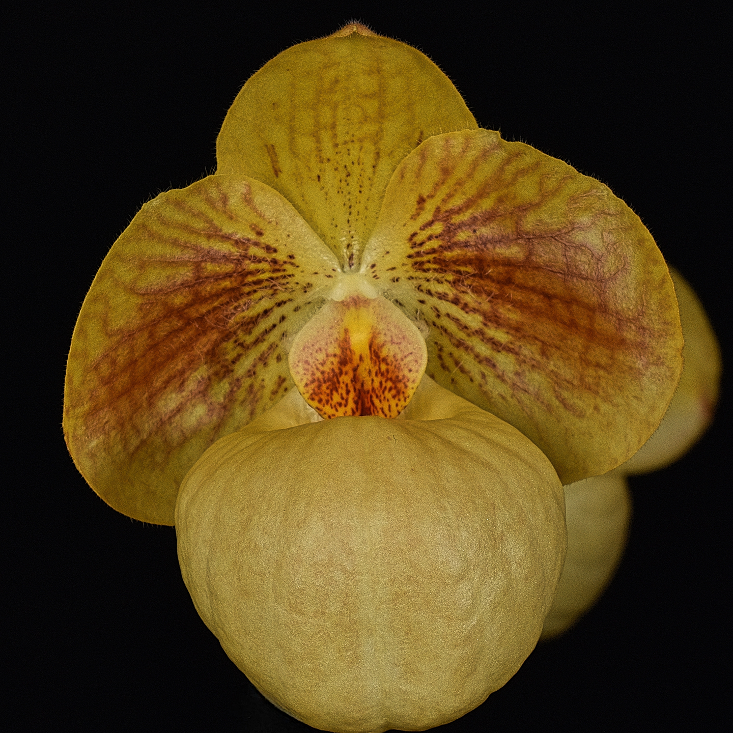 Paphiopedilum Fumi’s Delight ‘Tony’ AM/NZOS
