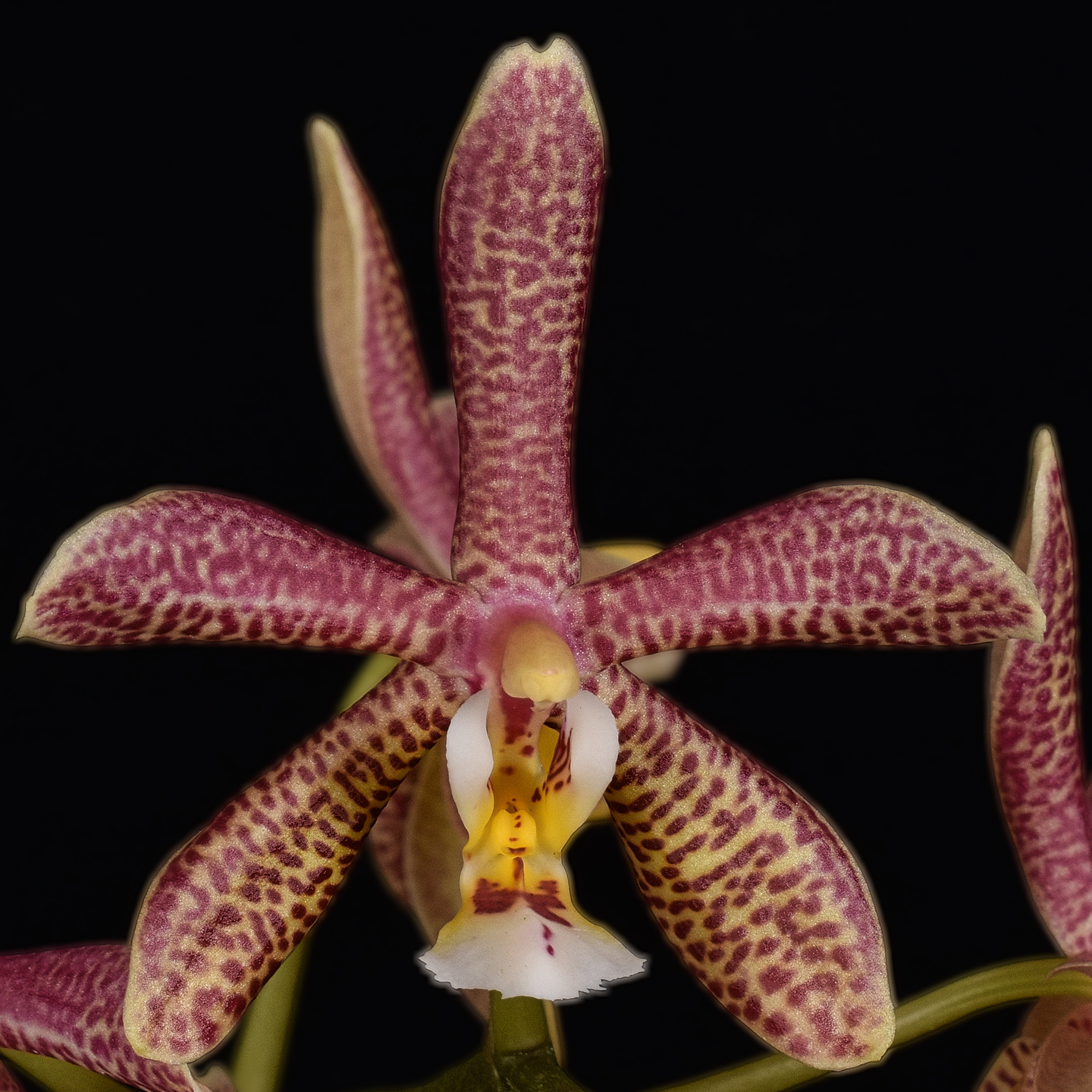 Phalaenopsis Yaphon Pink Lady ‘Sister Liz’ HCC/NZOS