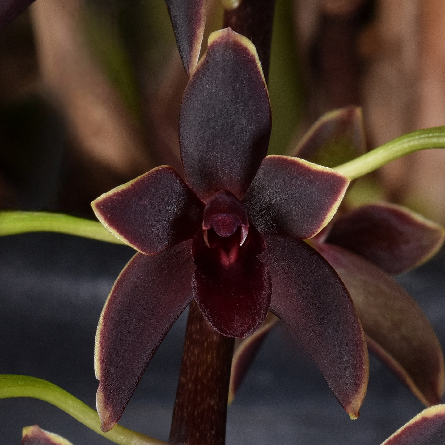 Cymbidium Black Stump ‘Come in Spinner’ CC/NZOS