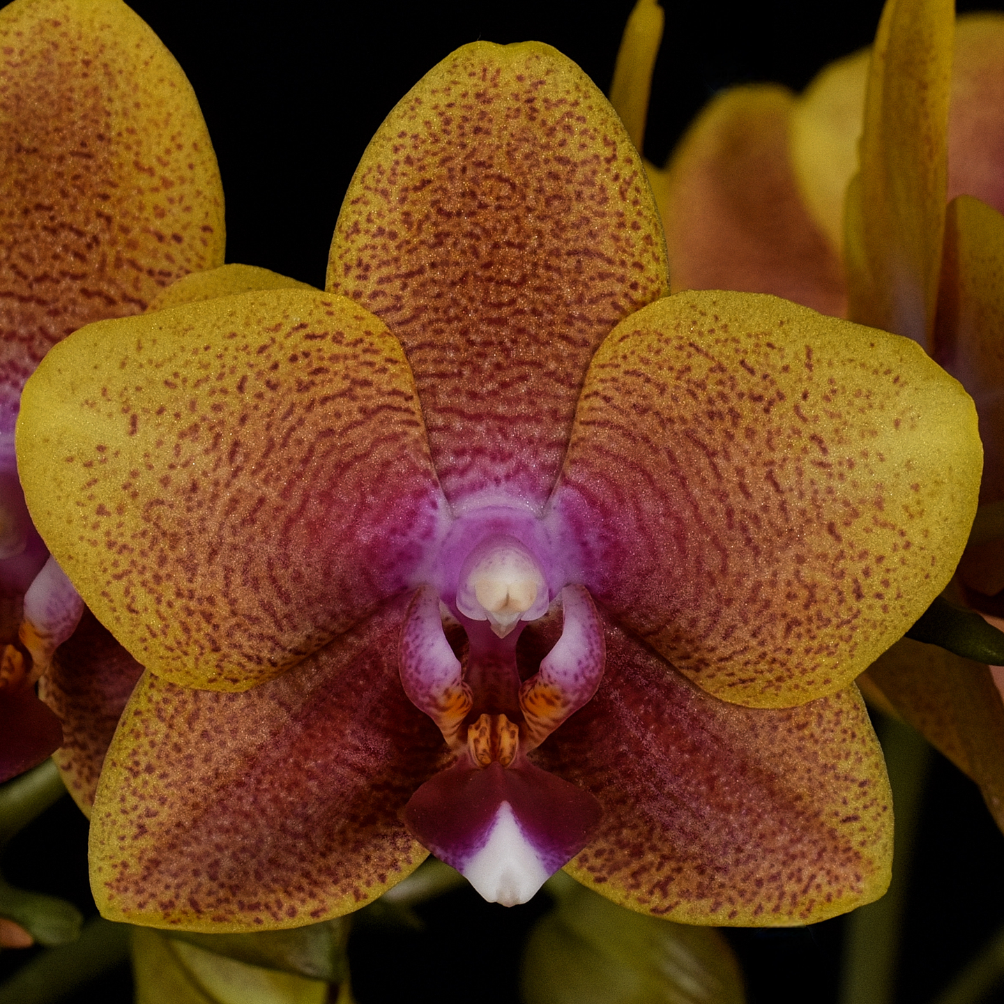 Phalaenopsis Joy Sara Lady ‘Nancy’ AM/NZOS