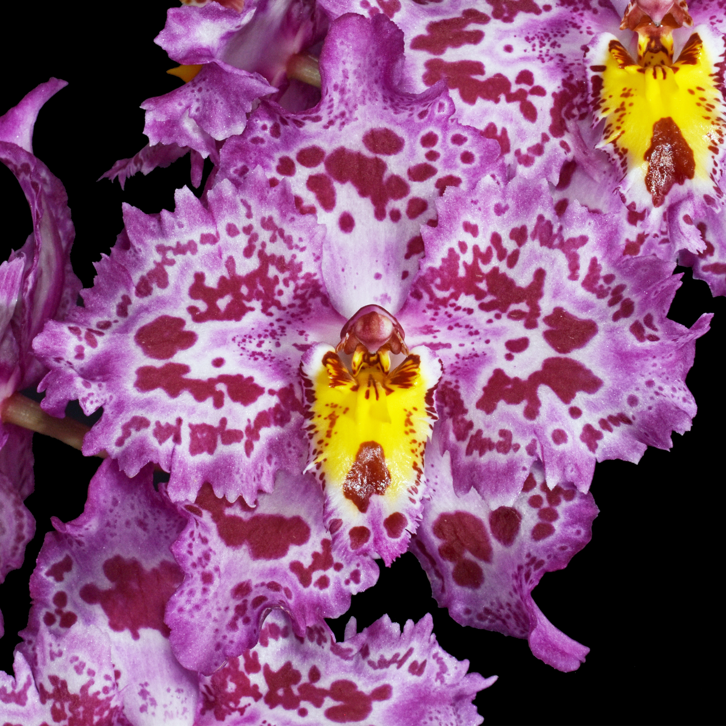Oncidium Annwood ‘Leroy’ AM/NZOS