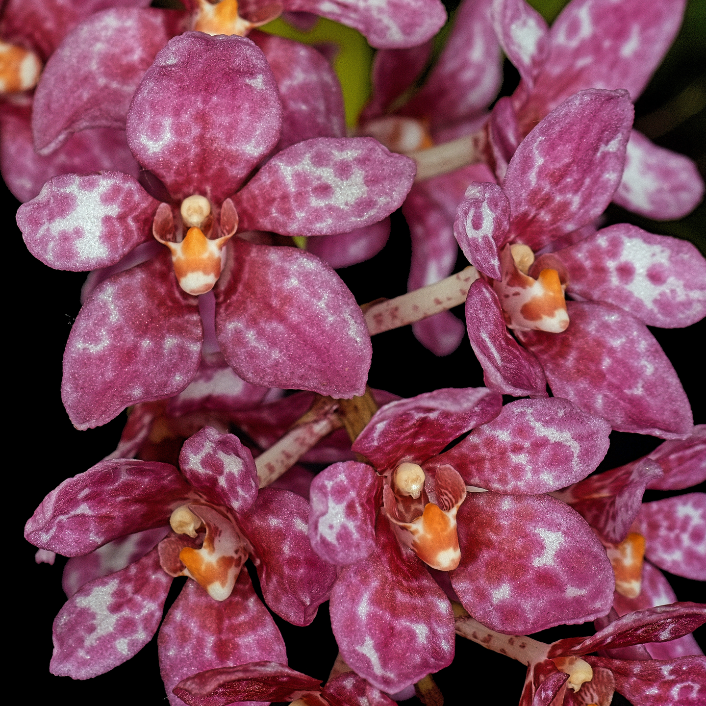 Sarcochilus Fitzhart ‘Rosella’ CC/NZOS