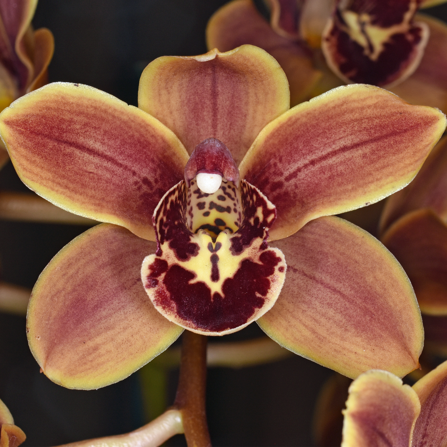 Cymbidium It Can Be ‘Good’ HCC/NZOS