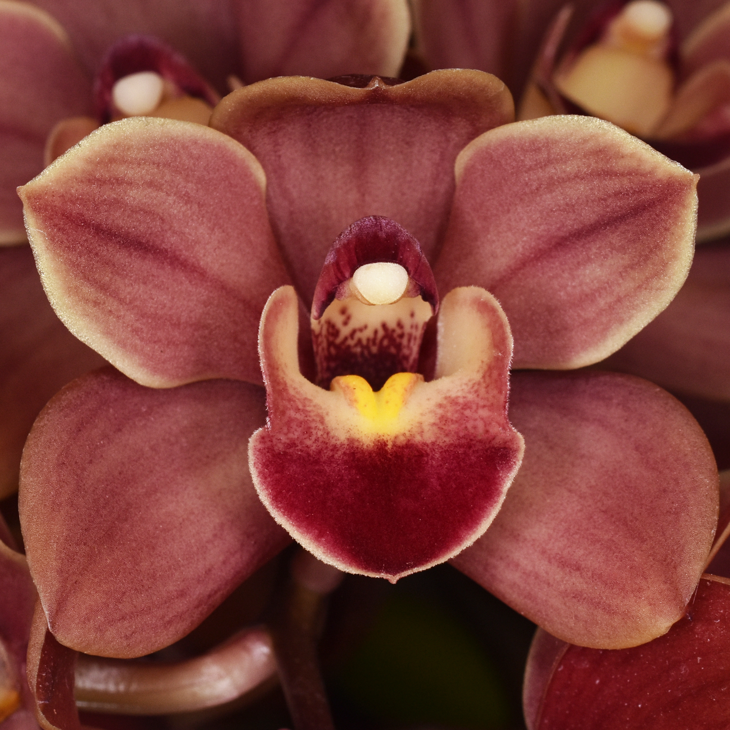 Cymbidium Days Gone By ‘Renaissance’ AM/NZOS