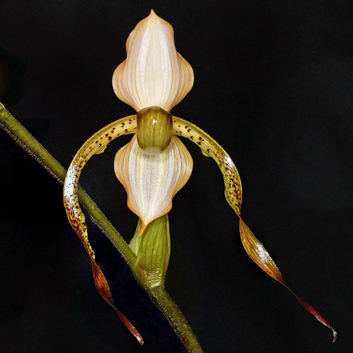 Paphiopedilum Frank Booth ‘Richard Thomas Legg’ AM/NZOS
