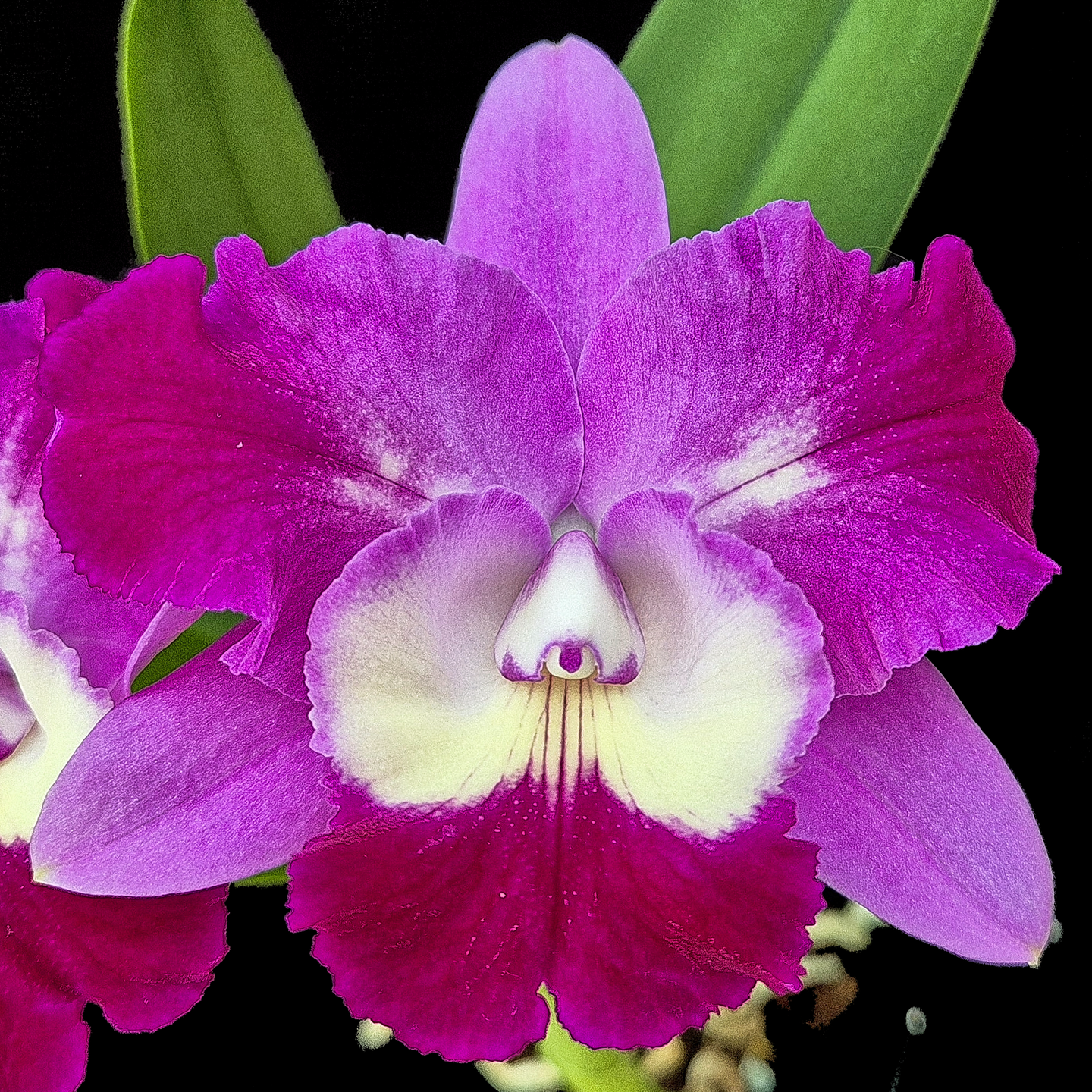Cattleya Mari’s Love ‘Taka’ AM/NZOS