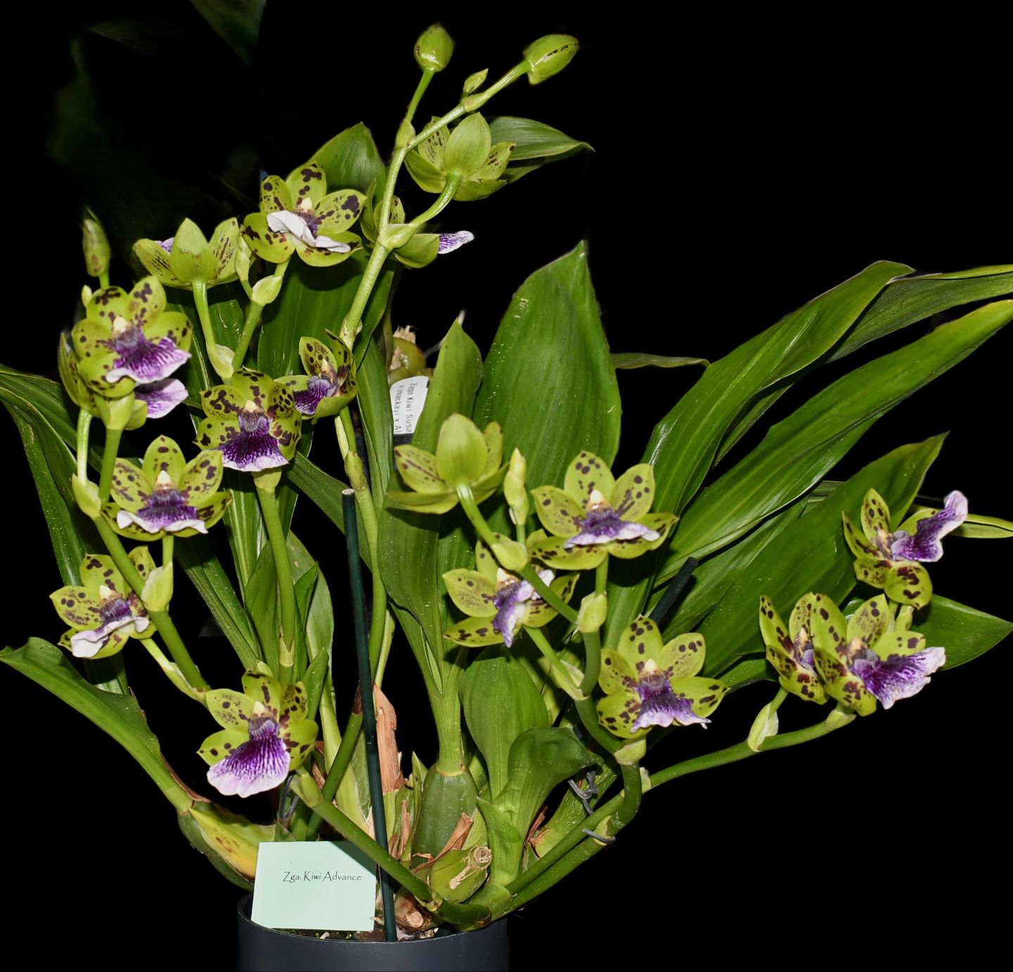 Zygoneria Kiwi Advance ‘Ruru’ AM_NZOS