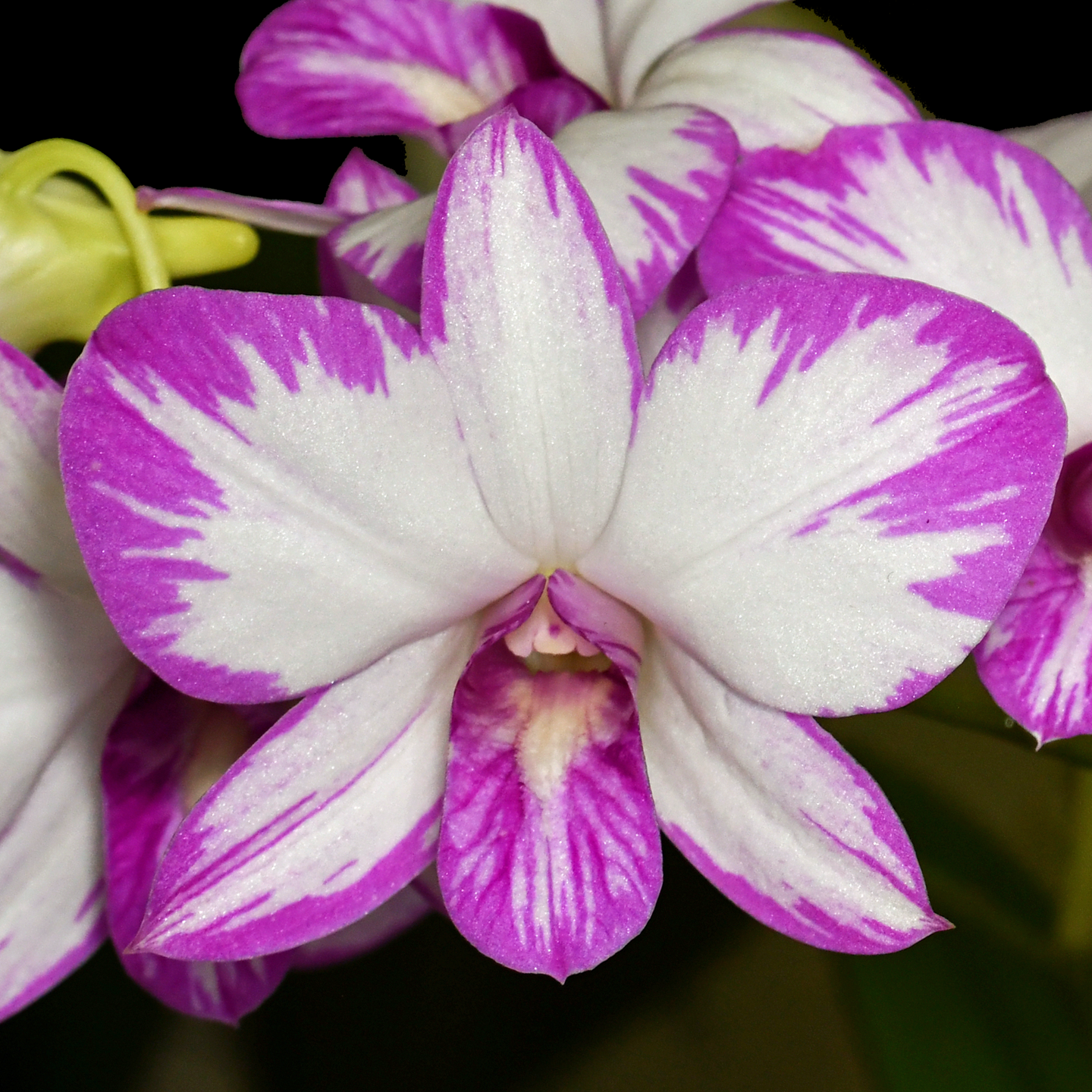 Dendrobium Enobi Purple ‘Splash’ CC/NZOS