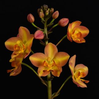 Spathoglottis Sunshine, 'Minion' CC/NZOS, Grown by Wen Teo & Sue Chau