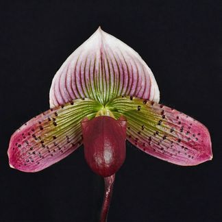 Paphiopedilum Spring Wonder, ‘Shellnick’,  AM/NZOS