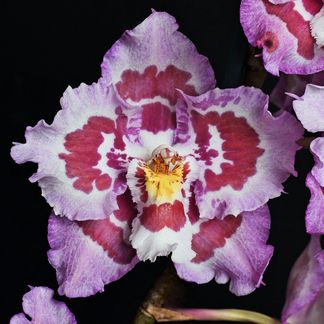 Oncidium Island Wood 'Pinkvale', HCC/NZOS. Grown by Ross & Sue Tucker