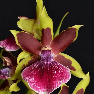 Galeopetalum Arlene Armour, 'Conching' HCC/NZS. The orchid was grown by Ross & Sue Tucker