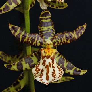 Brascidostele Leopard, 'Spottyvale', HCC/NZOS. Grown by Ross & Sue Tucker