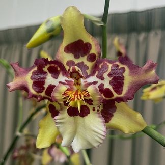 Oncidium Tigersette ‘Ocelot’, HCC/NZOS
