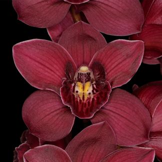 Cymbidium Flaring Beauty, 'Lizzette', Award of Merrit/Mzos