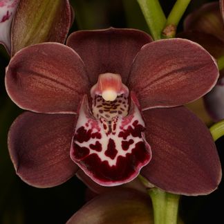 Cymbidium Fury Land ‘Brownvale’, HCC/NZOS