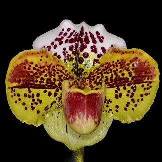 Paphiopedilum Olympic Zone ‘Shellnick’, AM/NZOS