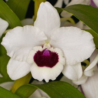 Dendrobium Yukidaruma, 'The King', CC/NZOS