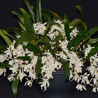 Coelogyne Unchained Melody, 'Molly Legg'