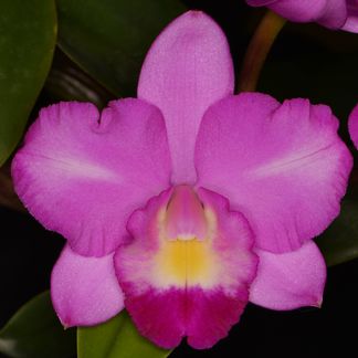 Cattleya Redvale Marvel, 'Bayswater', HCC/NZOS
