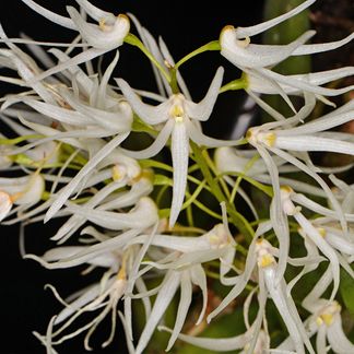 Dendrobium linguiforme ‘Ron Reeves’ CC/NZOS