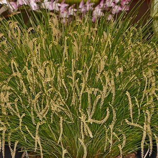 Dendrochilum tenellum ‘Caribou Whiskers’, HCC/NZOS