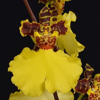 Oncidesa Aloha Iwanaga ‘Hanoi Lady’ AM/NZOS