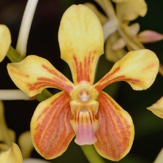 Vanda lamellata var. remediosa ‘Ruru’ HCC/NZOS