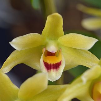 Dendrobium officinale ‘Anna’