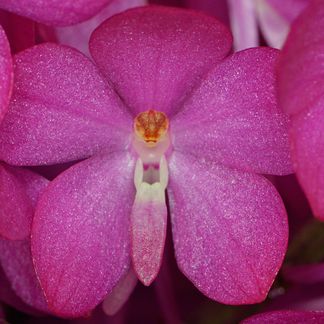 Vanda ampullacea ‘Albany’, CC/NZOS