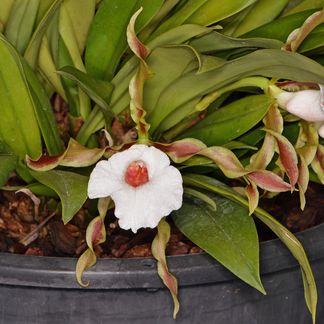  Trichopilia tortilis ‘Twisted Sister’, CC/NZOS