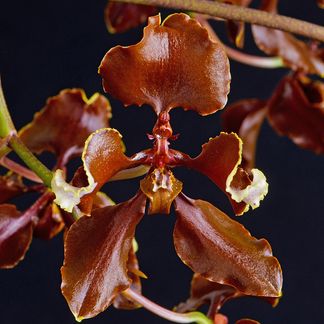 Cyrtochilum Redvale Wild Thing ‘Twisted’ AD/NZOS