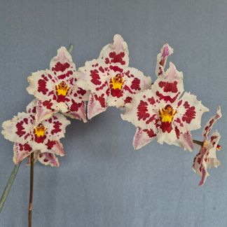 Oncidium Kiwi Sprinkles ‘Bayswater’ AM/NZOS