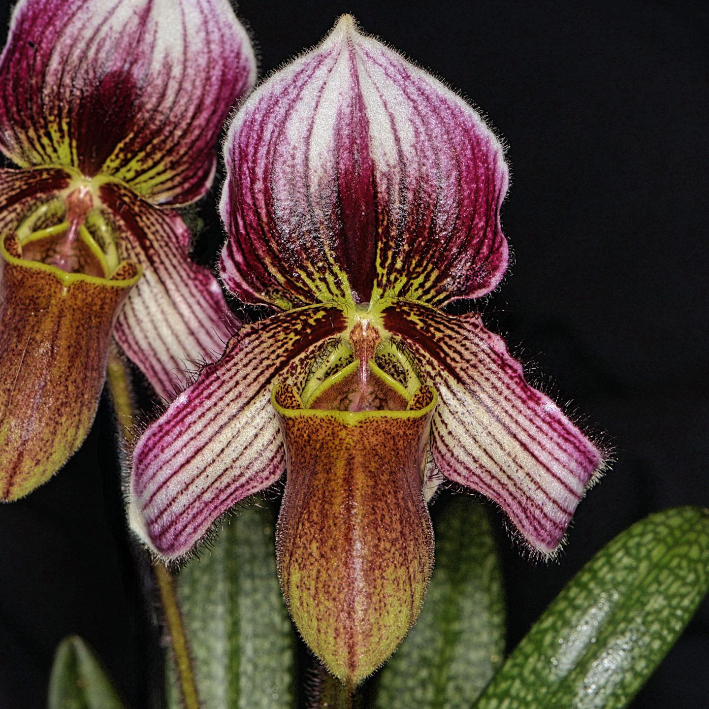 Paphiopedilum Hanoi Fairy 'Ms Pieta', AM/NZOS