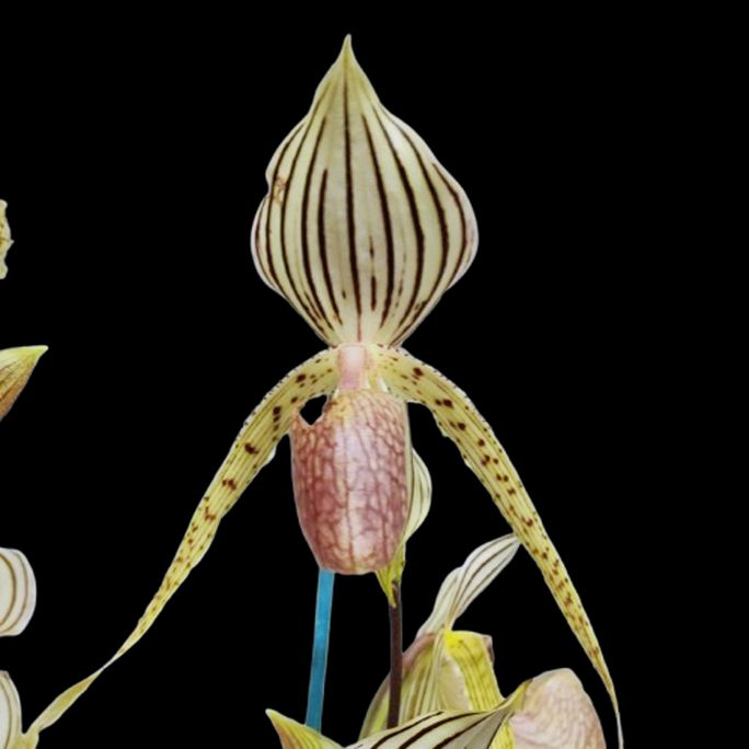 Paphiopedilum Butch Booth 'Richard Thomas Legg'