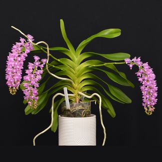 Aerides. odorata 'Aurora' AMNZOS