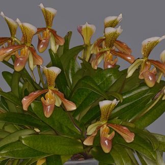 paph. Nitens, 'Pamela" AM/NZOS