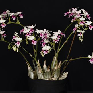 Calanthe vestita, 'Sopho'