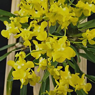 Onc. cheirophorum 'Saigon Sunset' CCNZOS