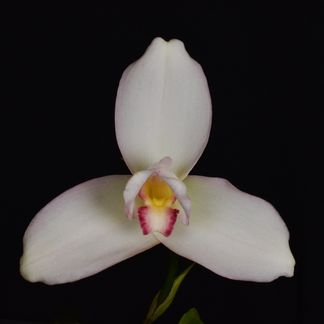 Lycaste Shonan Bright 'Ema' AMNZOS